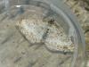 Epirrhoe molluginata